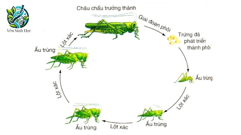 Quá trình sinh trưởng và phát triển ở động vật