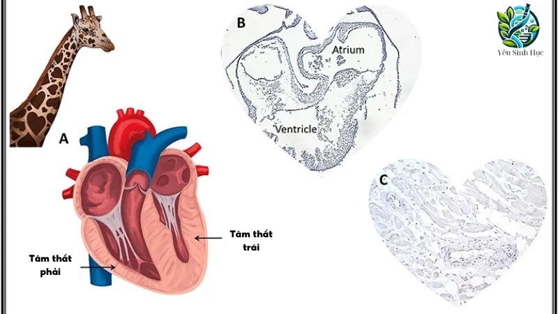 Cấu tạo hệ tuần hoàn của động vật tim 2 ngăn 