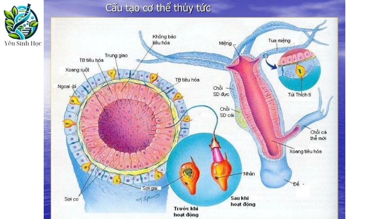 Thủy tức là gì?