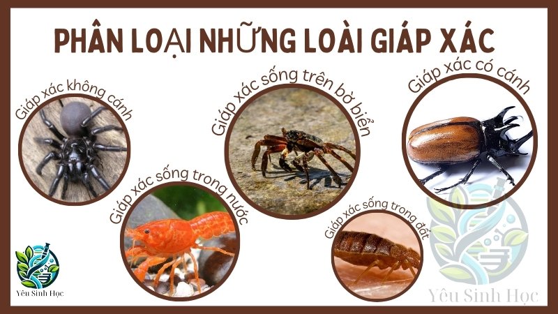 Phân loại những động vật thuộc lớp giáp xác