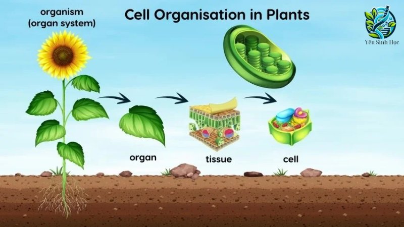 Hệ cơ quan sinh sản ở thực vật