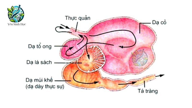 Cấu tạo hệ tiêu hóa của động vật dạ dày 4 ngăn 