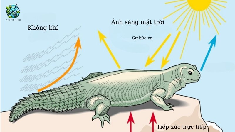 Các dạng thích nghi của động vật hằng nhiệt