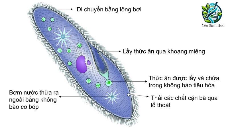 Cấu trúc của trùng giày