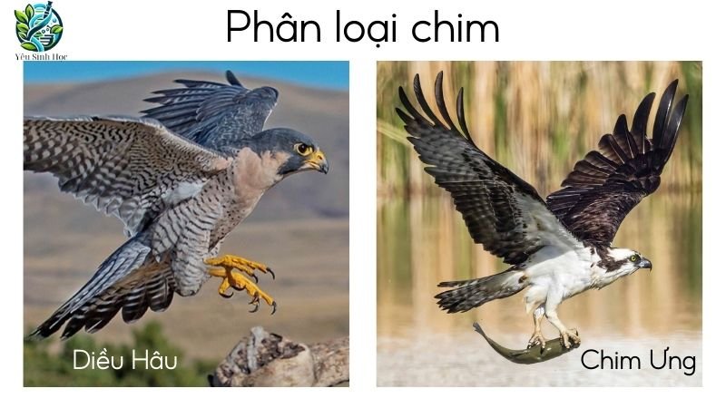 Phân loại chim