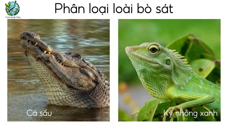 Loài bò sát trong phân loại động vật