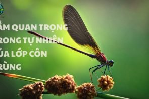 Tầm quan trọng của lớp côn trùng trong hệ sinh thái và cuộc sống con người