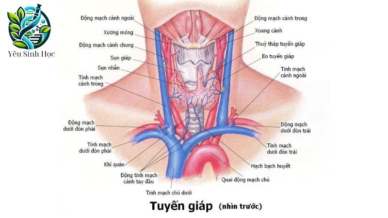 cấu tạo của tuyến giáp