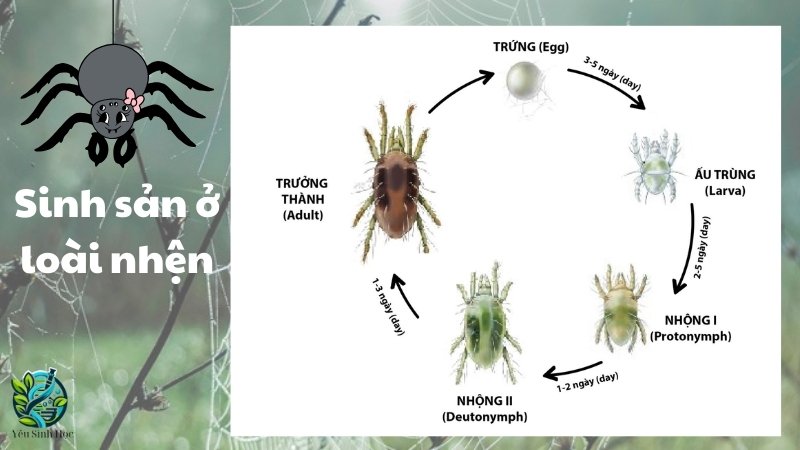 Sinh sản ở loài nhện