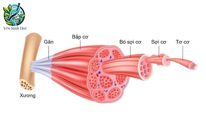 cấu trúc của cơ