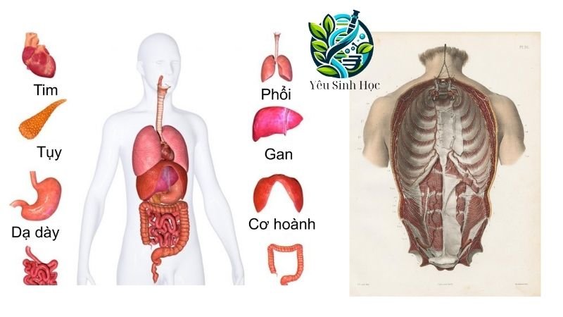 hệ cơ quan chính của cơ thể