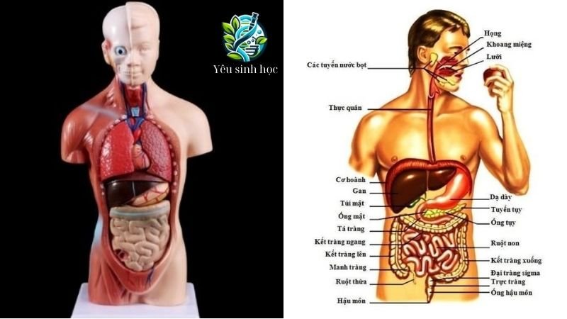 Các cấp độ tổ chức của cơ thể người