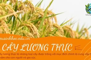 Cây lương thực là gì? Ý nghĩa và vai trò trong đời sống con người