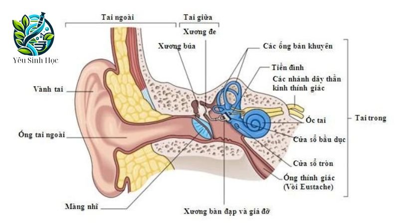 cấu tạo của cơ quan phân tích thính giác