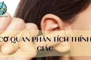 Cơ quan phân tích thính giác ở cơ thể người