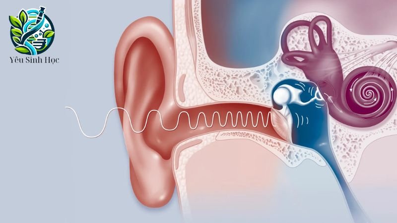 KHái niệm về thính giác