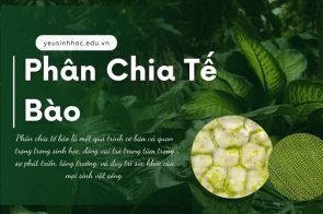 Những điều kỳ diệu về sự phân chia tế bào