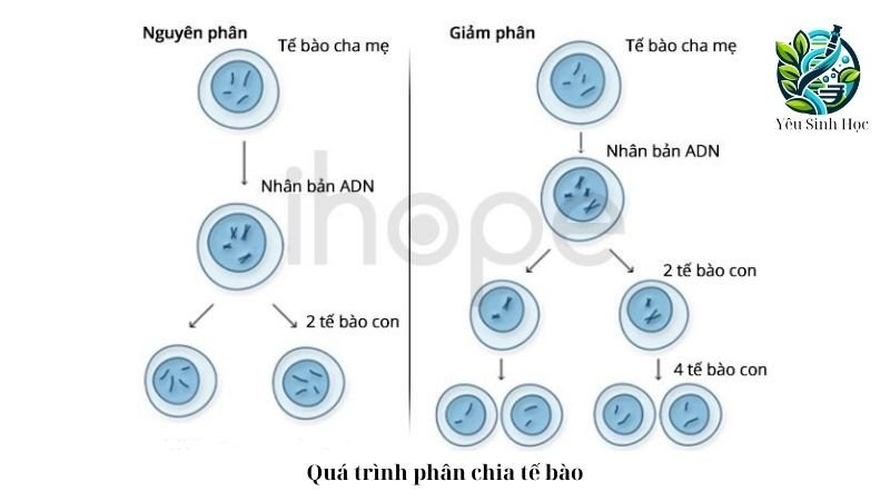 Quá trình phân chia tế bào