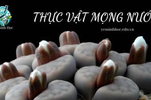 Thực vật mọng nước – Đặc điểm cấu tạo và những ứng dụng trong tự nhiên