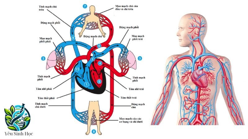 cấu tạo hệ tuàn hoàn máu