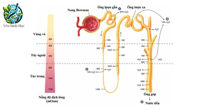 bài tiết nước tiểu