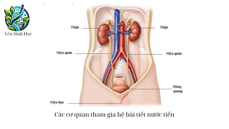 cơ qua tham gia bài tiết nước tiẻu