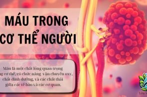 Cấu tạo của máu trong cơ thể người