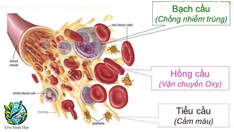 cấu tạo của máu