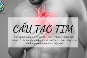 Tim có cấu tạo thế nào? chức năng, vị trí, kích thước và khối lượng của tim