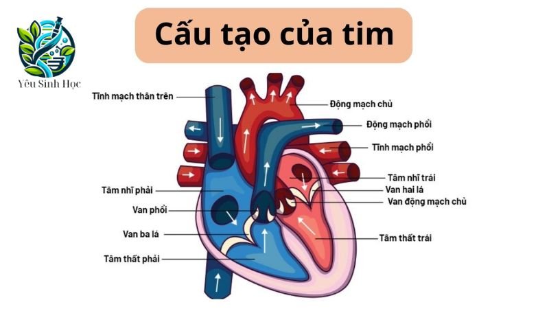 cấu tạo tim