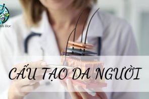 Cấu tạo của da và chức năng của da đối với cơ thể người