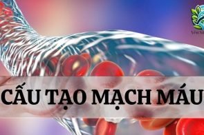 Mạch máu là gì? Cấu tạo và Chức năng của mạch máu