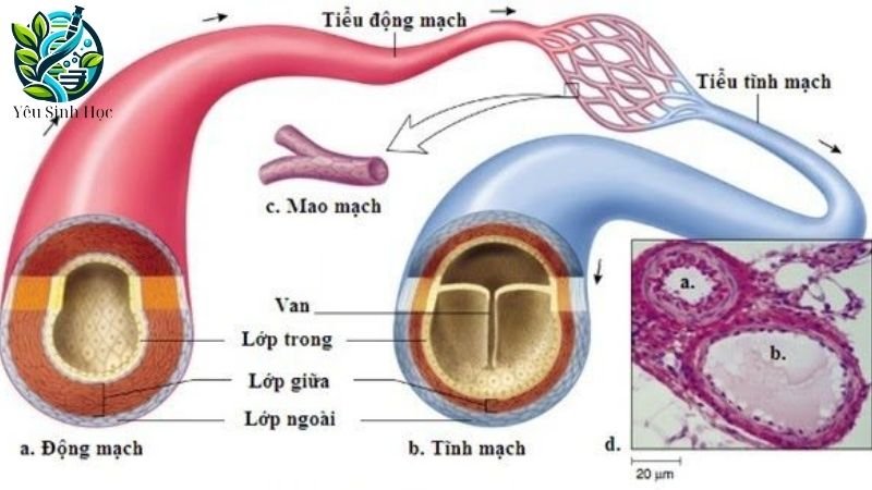 cấu tạo mạch máu