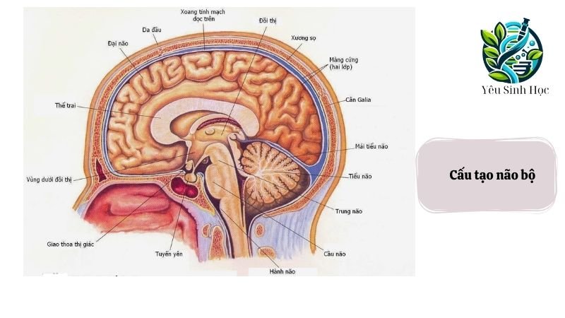 cấu tạo não bộ