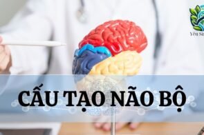 Cấu tạo của não bộ trong cơ thể người