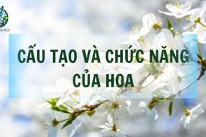 Tìm hiểu về cấu tạo và chức năng của hoa