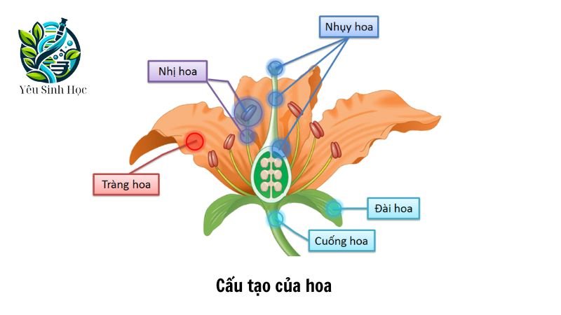 Cấu tạo của hoa