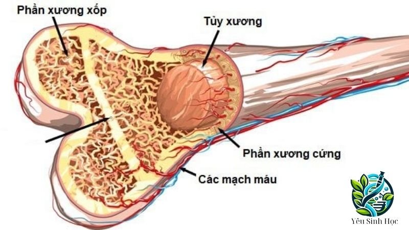 cấu tạo xương 