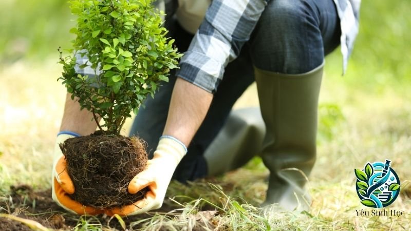 Phương pháp trồng, bảo vệ và chăm sóc cây một lá mầm 