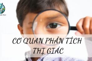 Cơ quan phân tích thị giác ở cơ thể người