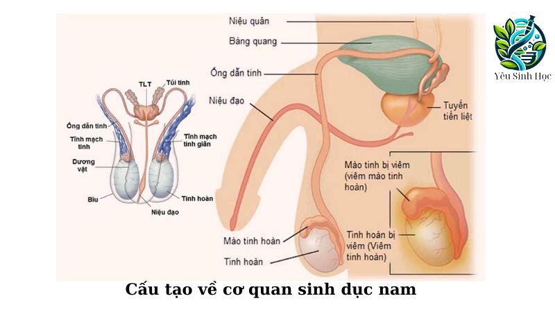 cấu tạo cơ quan sinh dục nam