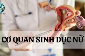 Tìm hiểu đặc điểm, cấu tạo và chức năng của cơ quan sinh dục nữ