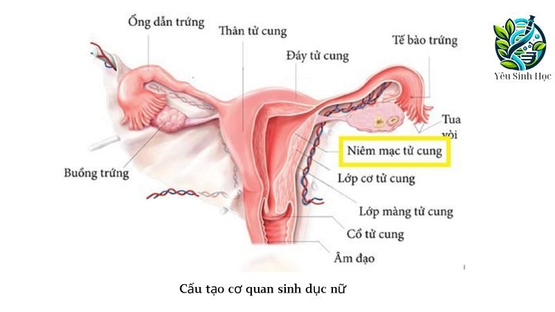 cấu trúc cơ quan sinh dục nữ