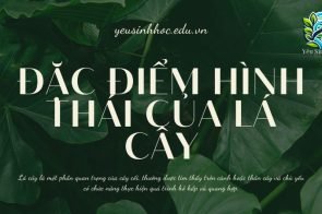 Đặc điểm hình thái của lá cây trong sinh học