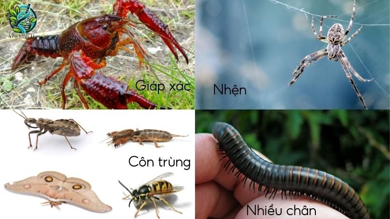 Phân loại động vật chân đốt