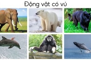 Đa dạng phân loại động vật – Khám phá sự đa dạng sinh học trong thế giới động vật