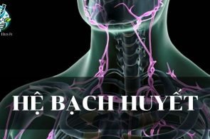 Hệ bạch huyết – Khái niệm, cấu tạo và chức năng trong cơ thể