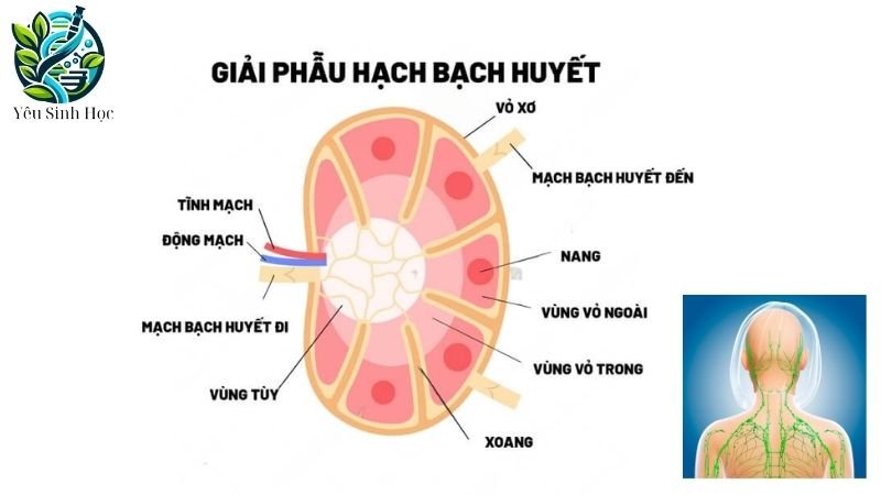 Cấu tạo hệ bạch huyết