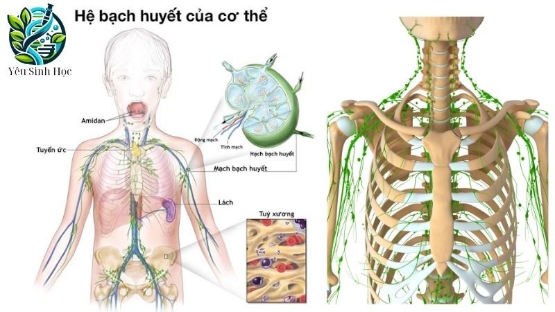 hoạt động của hệ bạch huyết