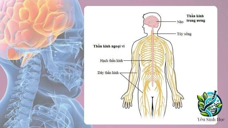 cấu tạo hệ thần kinh